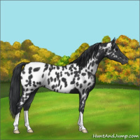 Horse Color:Black Appaloosa