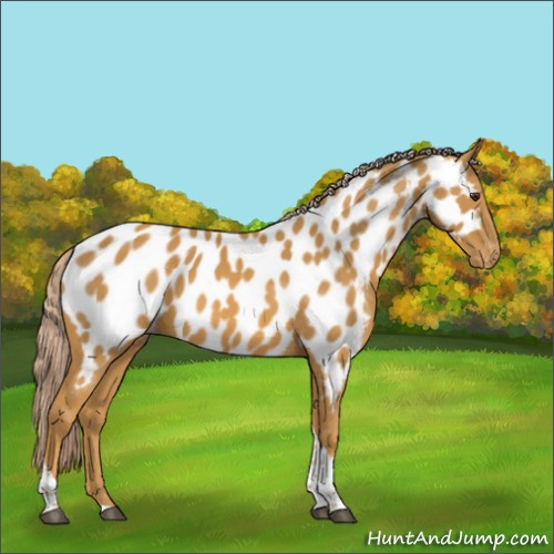 Horse Color:Palomino Tobiano Near Leopard 