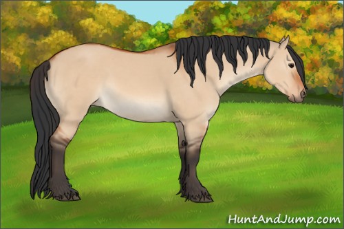 Horse Color:Bay Dun 