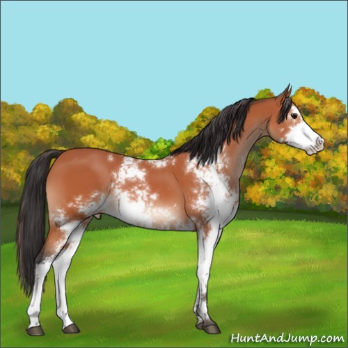 Horse Color:Bay Sabino 