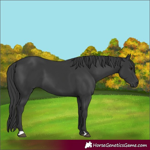 Horse Color:Black 