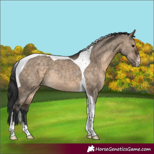 Horse Color:Brown Dun Sabino Tobiano Appaloosa Rabicano