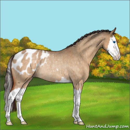 Horse Color:Buckskin Roan Dun Splash Blanket Rabicano