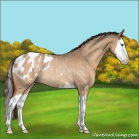 Horse Color:Buckskin Roan Dun Splash Blanket Rabicano 