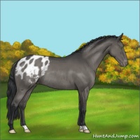 Horse Color:Grullo Roan Appaloosa Rabicano 