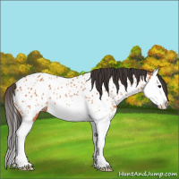 Horse Color:Bay Splash Appaloosa Rabicano 