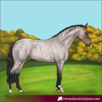 Horse Color:Brown Roan 
