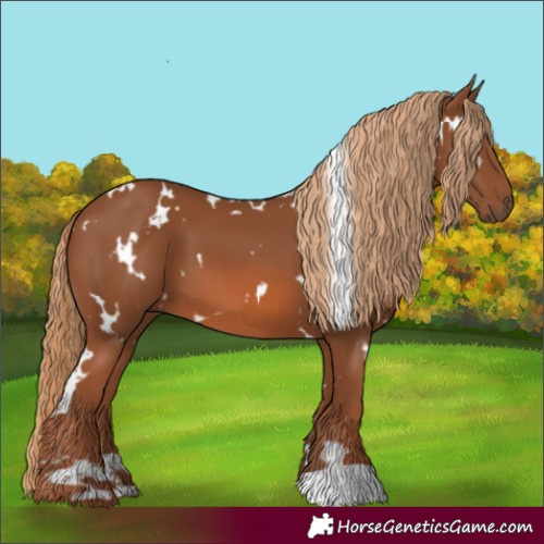 Horse Color:White Spotted Chestnut 
