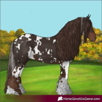 Horse Color:White Spotted Liver Chestnut 