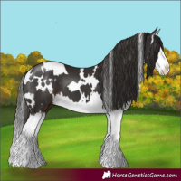 Horse Color:White Spotted Liver Chestnut Splash 