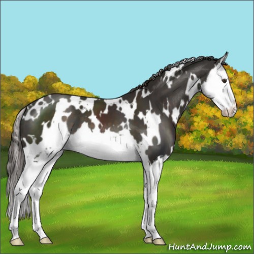 Horse Color:White Spotted Liver Chestnut Splash 