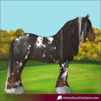 Horse Color:White Spotted Liver Chestnut 