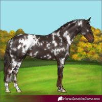 Horse Color:White Spotted Liver Chestnut 