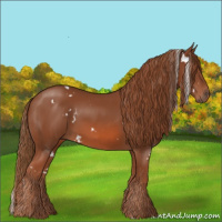 Horse Color:White Spotted Chestnut 