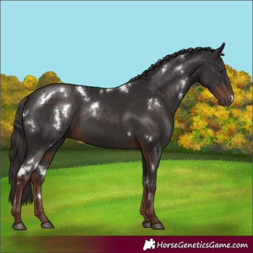 Horse Color:White Spotted Liver Chestnut 