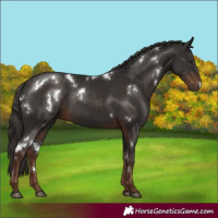 Horse Color:White Spotted Liver Chestnut