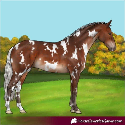 Horse Color:White Spotted Silver Brown 