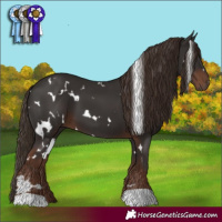 Horse Color:White Spotted Liver Chestnut