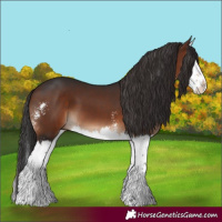 Horse Color:Brown Sabino Splash 