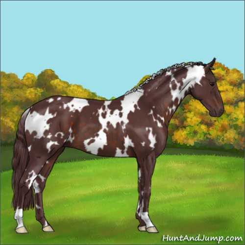 Horse Color:White Spotted Chocolate Brown 