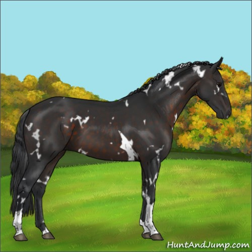 Horse Color:White Spotted Brown Tobiano 