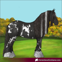 Horse Color:White Spotted Liver Chestnut