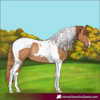 Horse Color:Chestnut Tobiano Rabicano