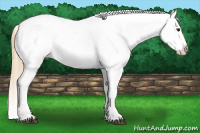 Horse Color:Chestnut Appaloosa 