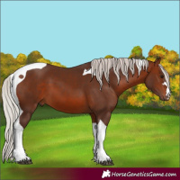 Horse Color:Silver Brown Tobiano 