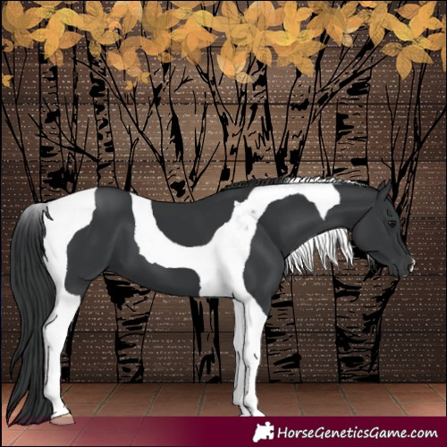 Horse Color:Black Tobiano 