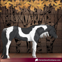 Horse Color:Black Tobiano 