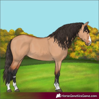 Horse Color:Bay Dun 
