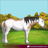 Horse Color:Bay Dun Splash Frame