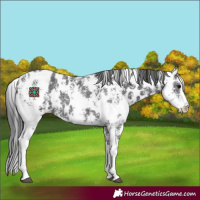 Horse Color:Black Sabino Splash Appaloosa 