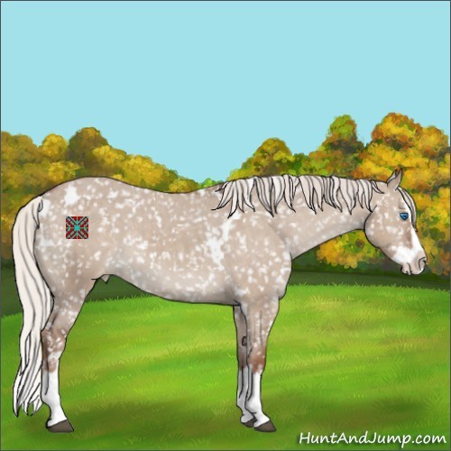 Horse Color:White Spotted Silver Grullo Sabino Splash Appaloosa 