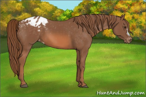 Horse Color:Chestnut Blanket 