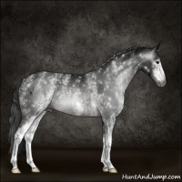 Horse Color:Gray White Spotted Black Rabicano 