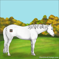 Horse Color:Silver Perlino Dun Splash Appaloosa 