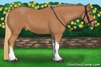 Horse Color:Chestnut Tobiano