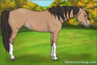 Horse Color:Bay Dun 