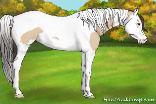 Horse Color:Bay Dun Splash Tobiano 