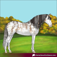 Horse Color:Buckskin Sabino Splash Rabicano 