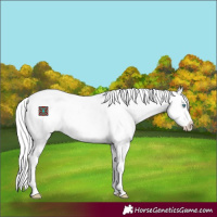 Horse Color:White Spotted Silver Perlino Dun Splash Appaloosa 