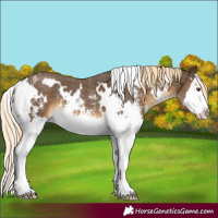 Horse Color:White Spotted Chocolate Palomino Sabino Splash
