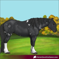 Horse Color:White Spotted Black Tobiano 