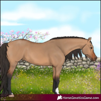 Horse Color:Bay Dun 