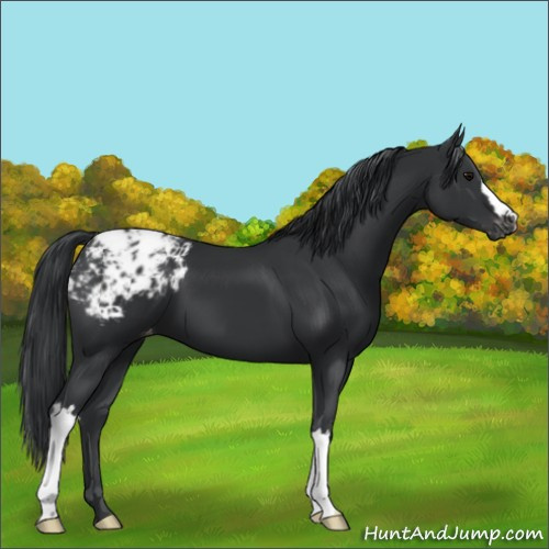 Horse Color:Black Appaloosa