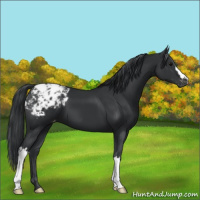 Horse Color:Black Appaloosa 