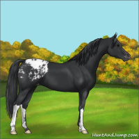 Horse Color:Black Appaloosa 