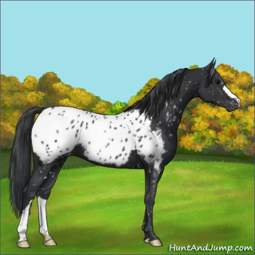 Horse Color:Black Appaloosa 
